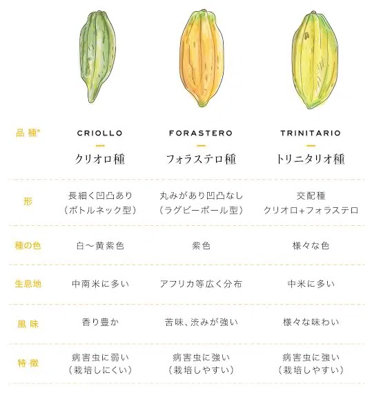 チョコレート 3種のカカオ豆｜TetsumotoShoki 鉄本翔希