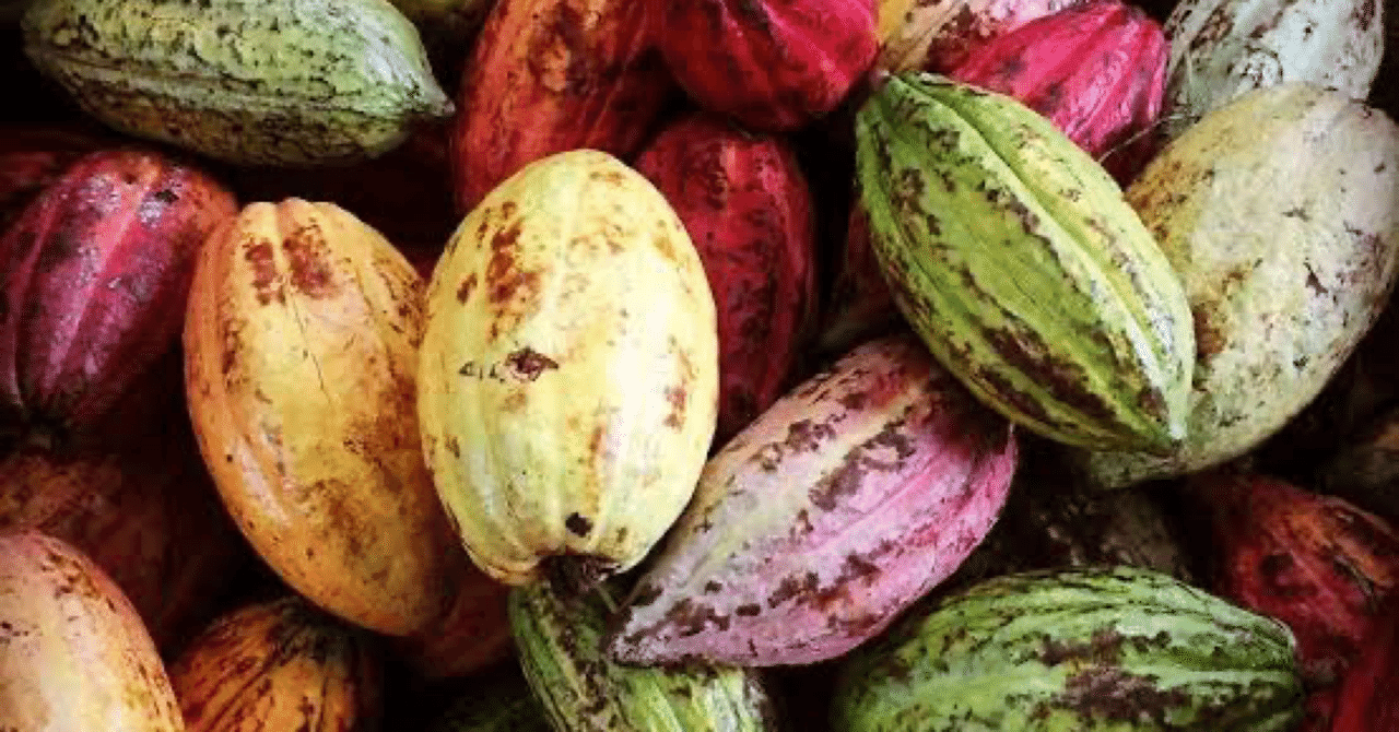 チョコレート 3種のカカオ豆｜TetsumotoShoki 鉄本翔希