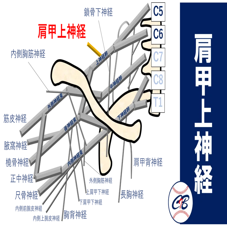 野球肘・野球肩治療完全攻略マニュアル 2023年9月 – ページ 7 – C-I Baseball -野球の未来を現場から変えていく-