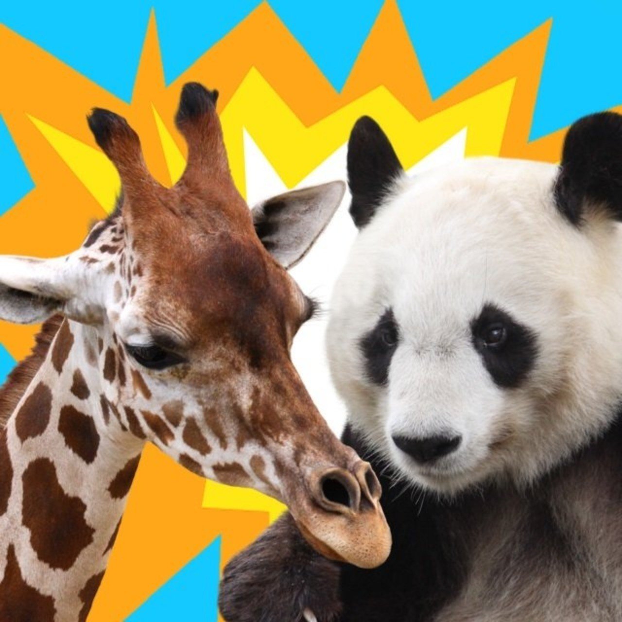 e-sports】僕たちは『どうぶつタワーバトル』で生計をたてられるのか｜ヨシダ＠インターネット物書きマン