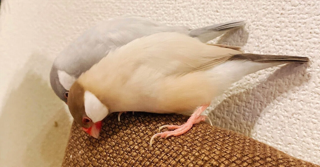 うちの文鳥｜ななせ