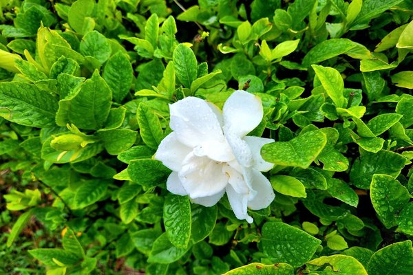 凛とした花 の新着タグ記事一覧 Note つくる つながる とどける