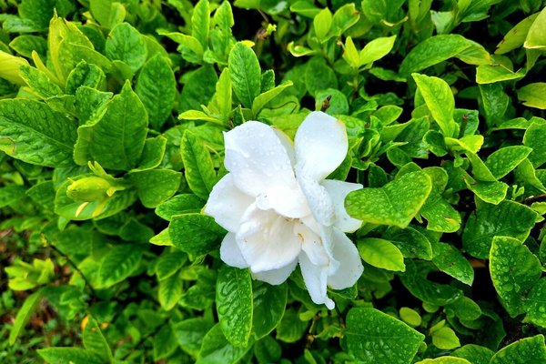 凛とした花 の新着タグ記事一覧 Note つくる つながる とどける 凛とした花 の新着タグ記事一覧 Note つくる つながる とどける