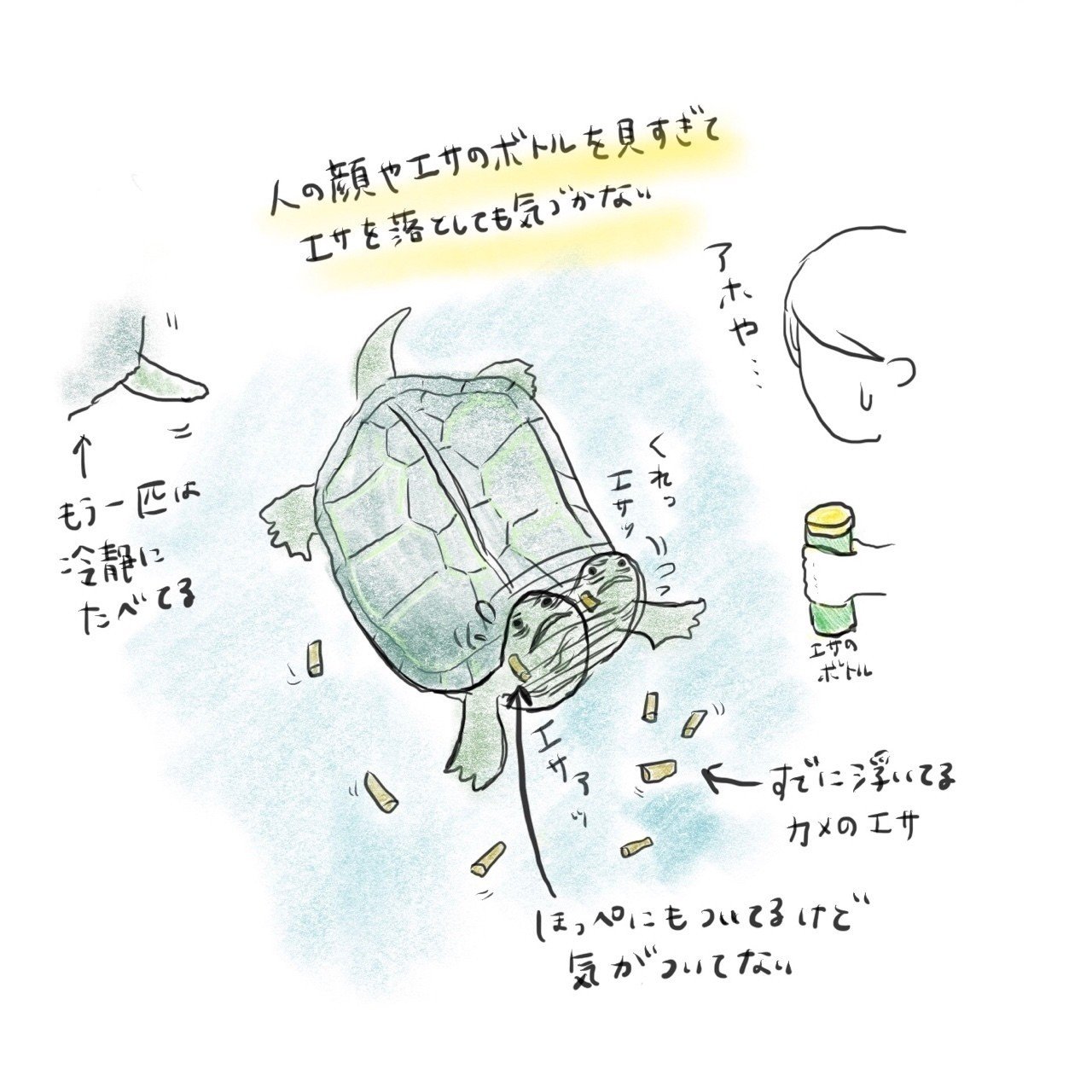カメのかわいいところ Purumuyo Note カメのかわいいところ Purumuyo Note