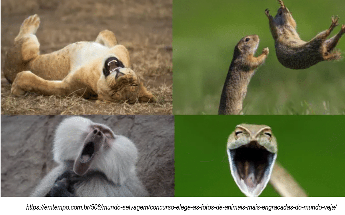 面白い動物画像 の新着タグ記事一覧 Note つくる つながる とどける