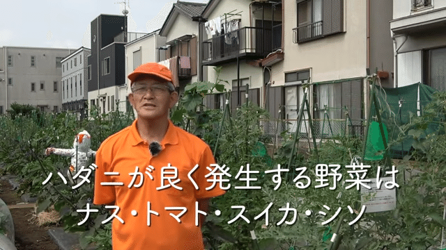 家庭菜園 ハダニから夏野菜を守る対策方法をご紹介 井上寅雄農園 井上隆太朗 Note
