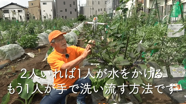 家庭菜園 ハダニから夏野菜を守る対策方法をご紹介 井上寅雄農園 井上隆太朗 Note