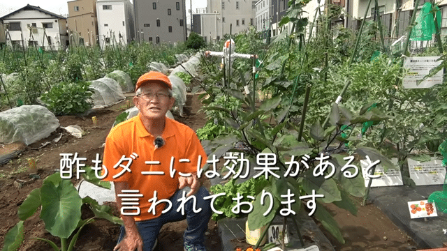 家庭菜園 ハダニから夏野菜を守る対策方法をご紹介 井上寅雄農園 井上隆太朗 Note