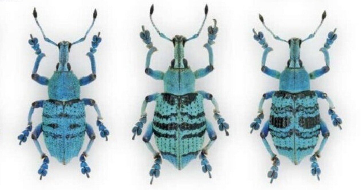 生ける芸術品 自然美の極み ホウセキゾウムシ｜いんどねし屋