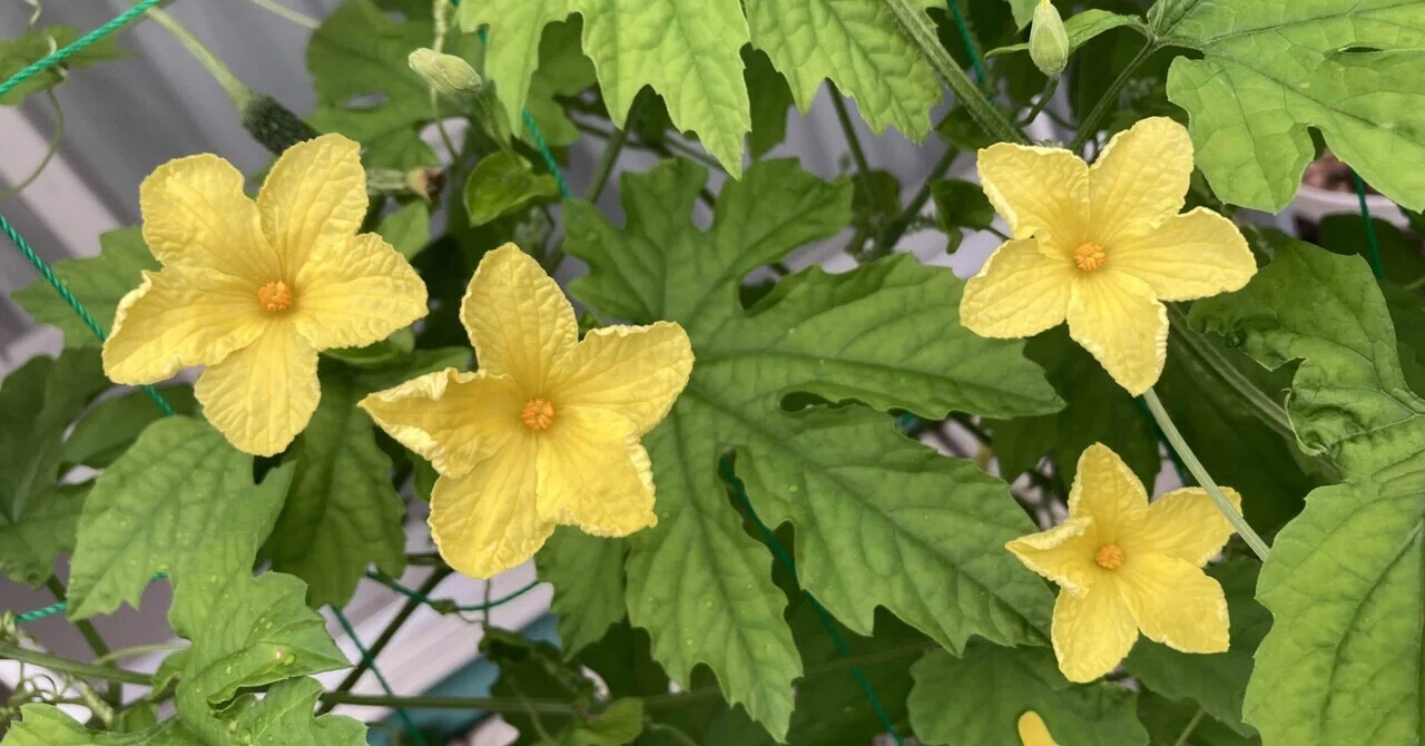 ゴーヤの花の匂い ゴーヤ栽培日記 10 (植え付けから51日目) ｜mikuji58