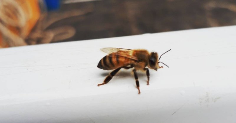 かわいいミツバチを守りたい Takemaru Note