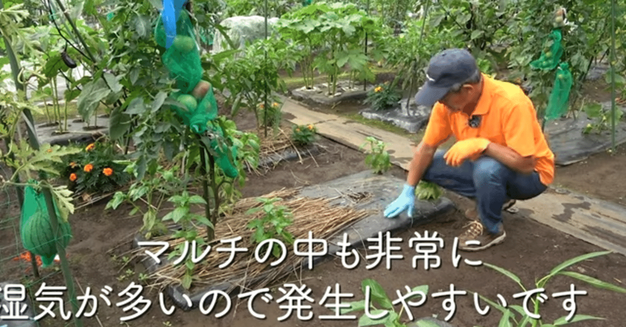 家庭菜園 厄介なナメクジの対策についてご紹介 井上寅雄農園 井上隆太朗 Note