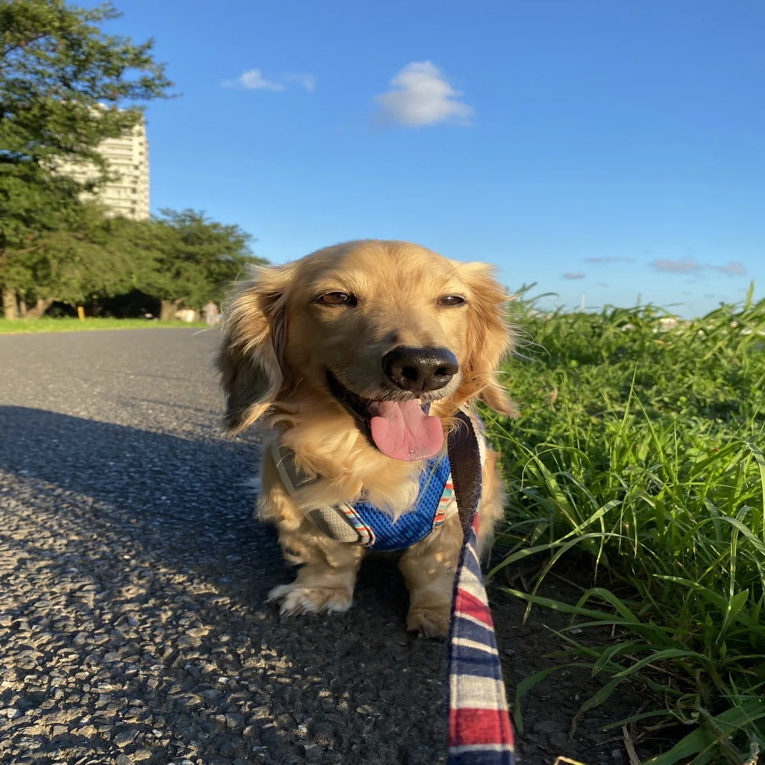 部員blog No.6 #愛犬ルーク🦮(梅原佳帆／3年)｜上智大学体育会