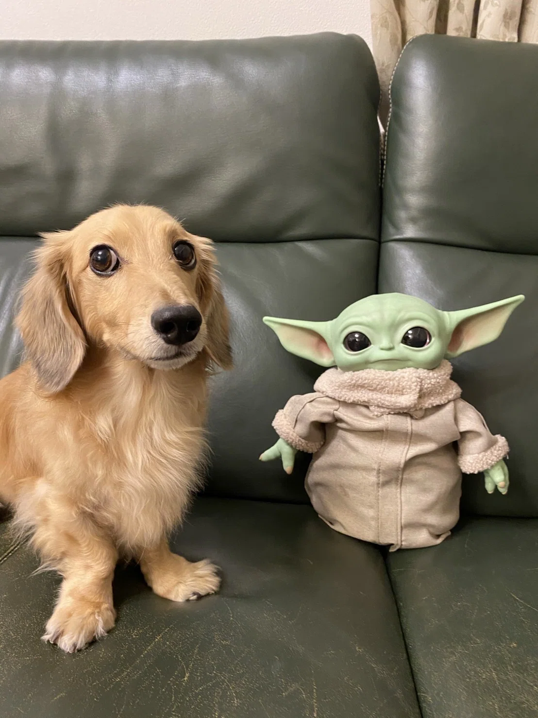 愛犬ルークです 特集】THE RAMPAGEのRIKUさんが、愛犬・ルークくん（トイ・プードル
