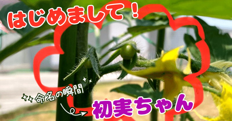 収穫部発足！！会社の屋上でプチ菜園