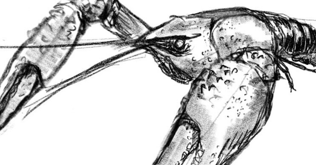 ザリガニを描けるようになりたい｜くますけ｜自然ガイド・クリエイター