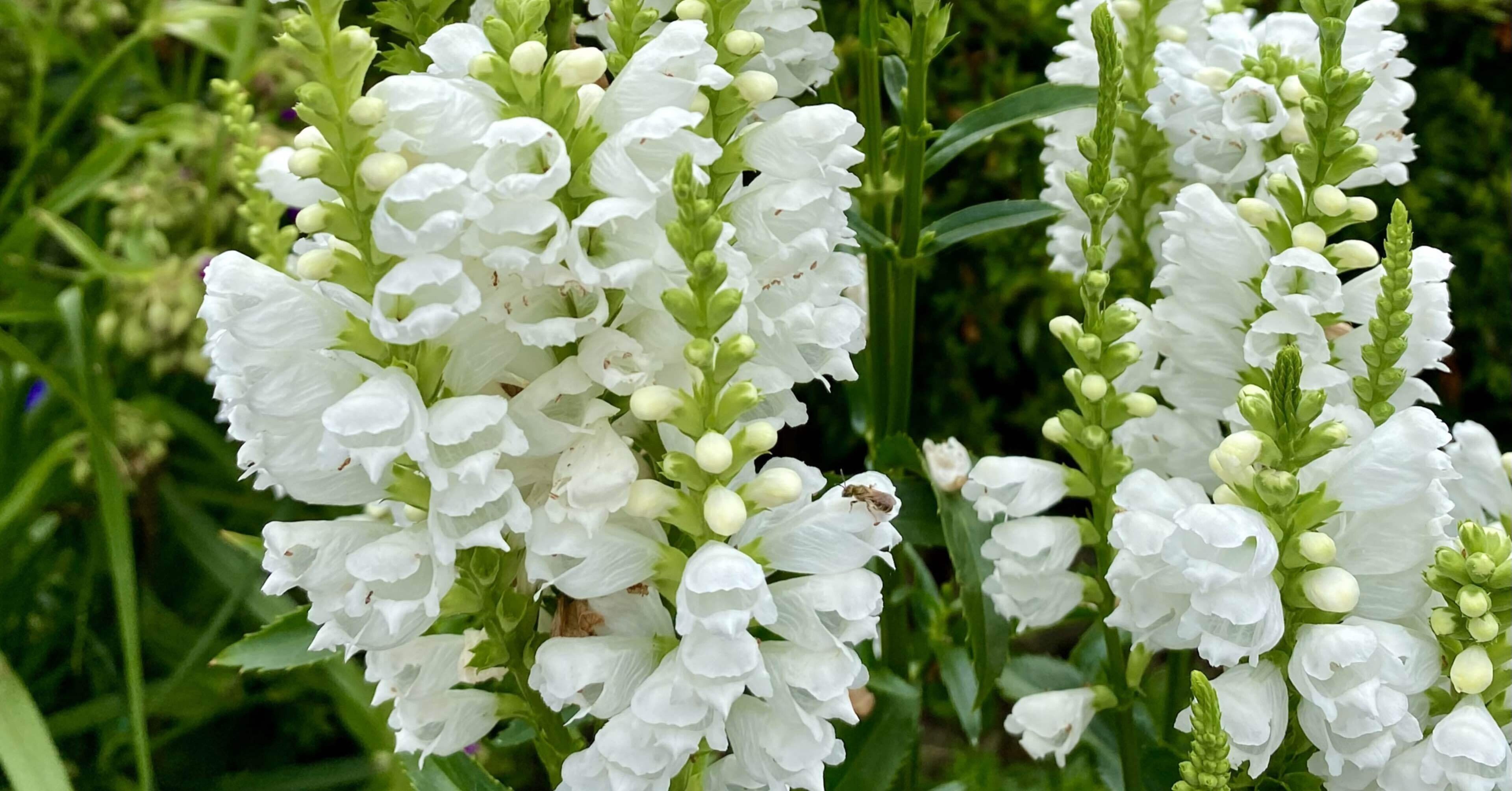 白いアガパンサスとハナトラノオ｜之哲／Yuki Satoru