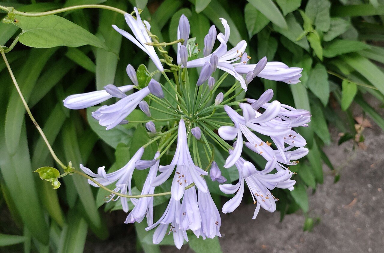 アガパンサスとチェリーセージ 福光 寛 中国経済思想摘記 Note アガパンサスとチェリーセージ 福光 寛 中国経済思想摘記 Note