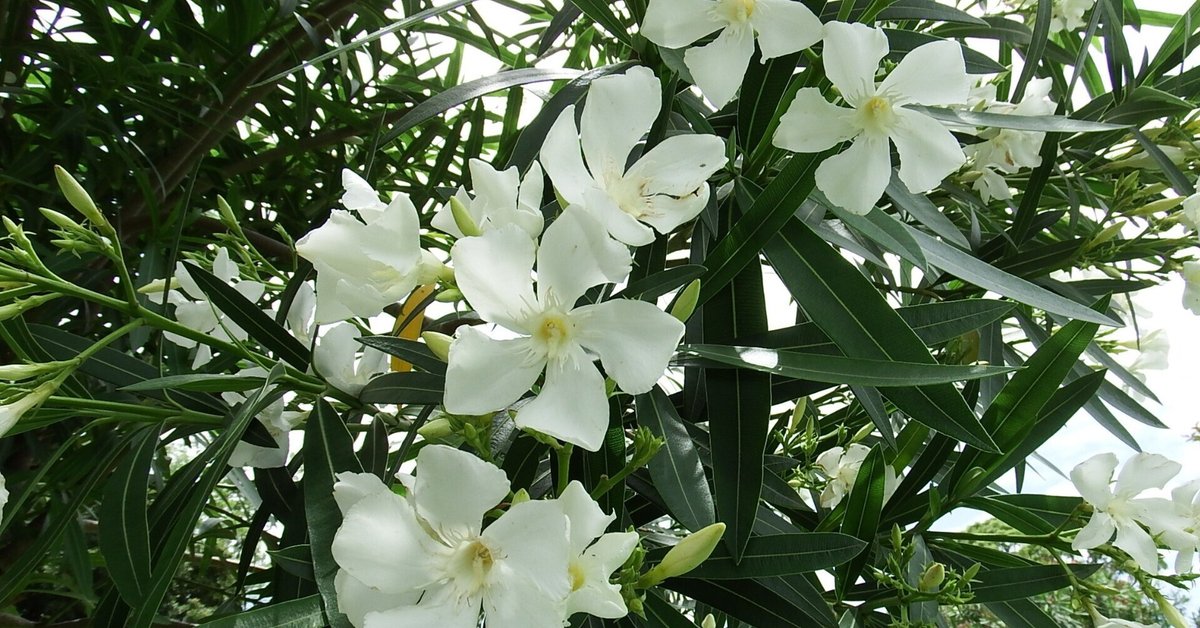 夏の花キョウチクトウ ～猛毒をものともしない虫たち～｜木と