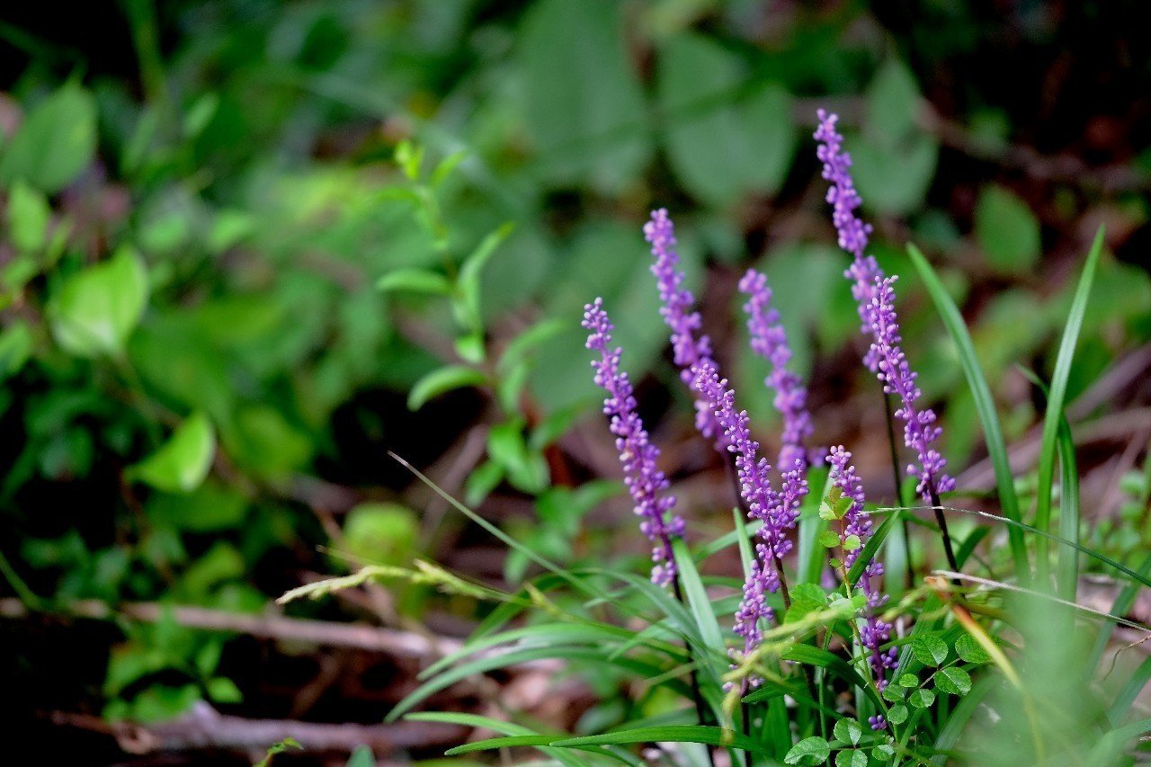 草むらに映える紫の花 ヤブラン Hhaannaaiihh Note