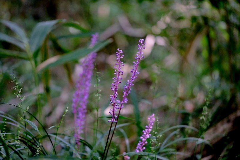 草むらに映える紫の花 ヤブラン Hhaannaaiihh Note
