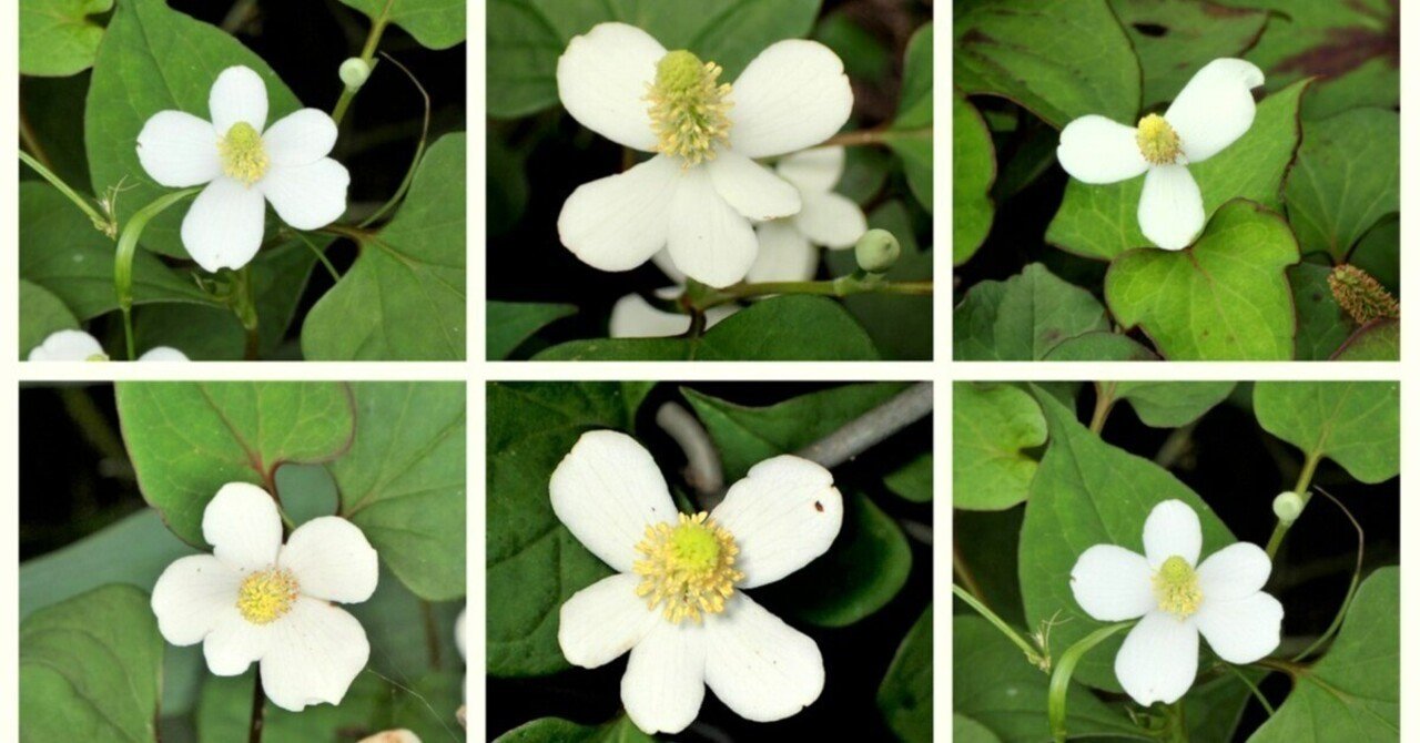 【中古】 ドクダミで健康づくり 身近な薬草ドクダミその効用と用い方！！/新星出版社 ドクダミ | 熊本大学薬学部薬用植物園 薬草データベース