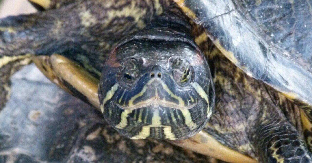 ウソかマコトか カメの脱皮 じいちゃんの小さな博物記 ポプラ社 こどもの本編集部 Note ウソかマコトか カメの脱皮 じいちゃんの小さな博物記 ポプラ社 こどもの本編集部 Note