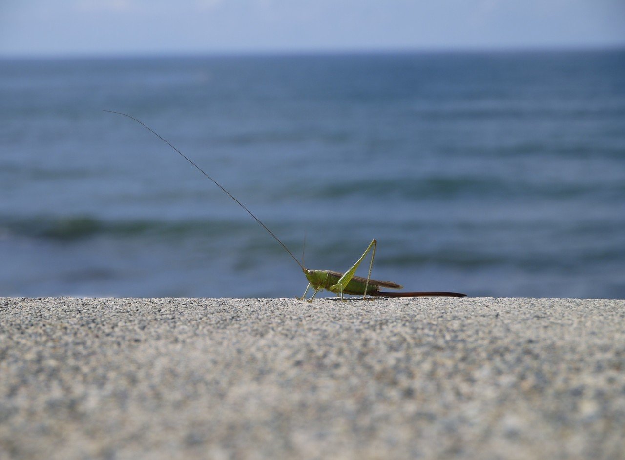 海と緑色の生き物 Fotograzie Note