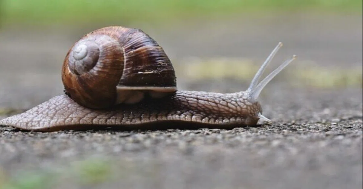 èŠåºãç»å