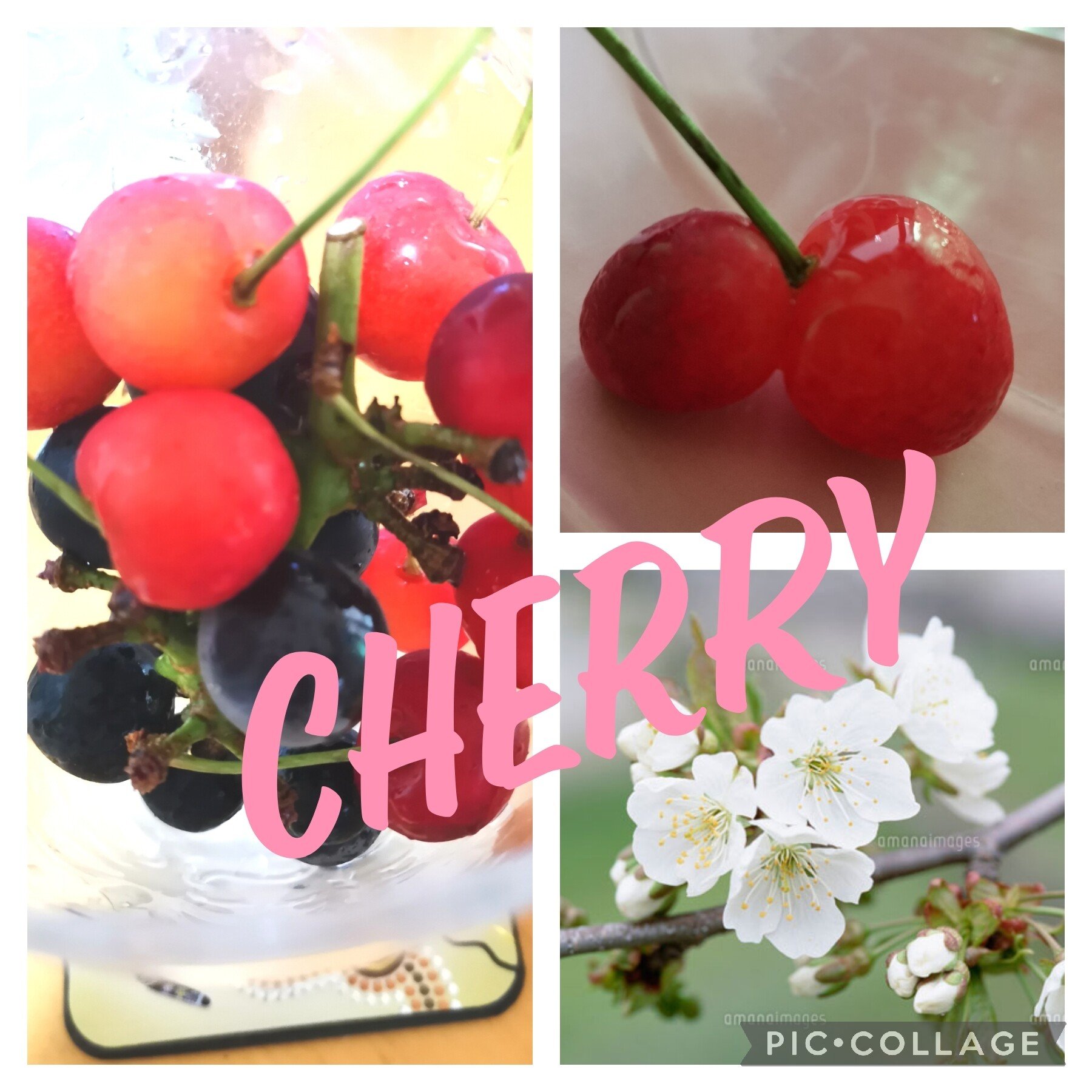 佐藤錦の花 の新着タグ記事一覧 Note つくる つながる とどける 佐藤錦の花 の新着タグ記事一覧 Note つくる つながる とどける