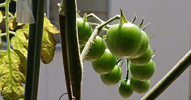 ベランダのケチケチ房トマト