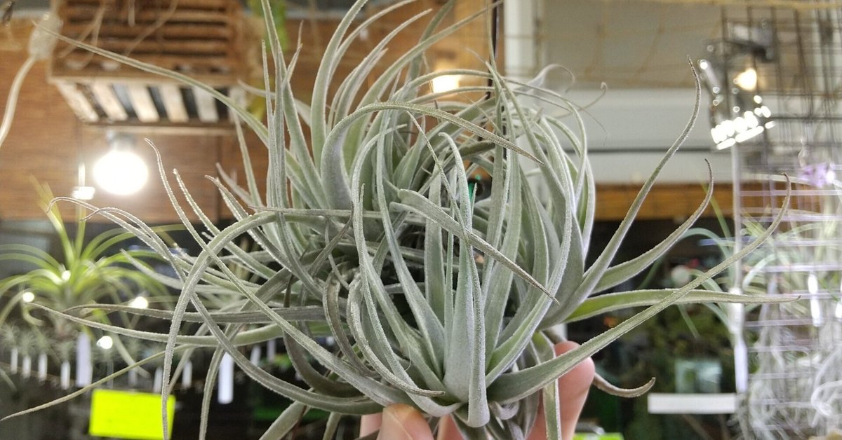 50%OFF チランジア入荷リスト6/17｜NatureGarden🌿神田 ブロメリア・エアープランツ