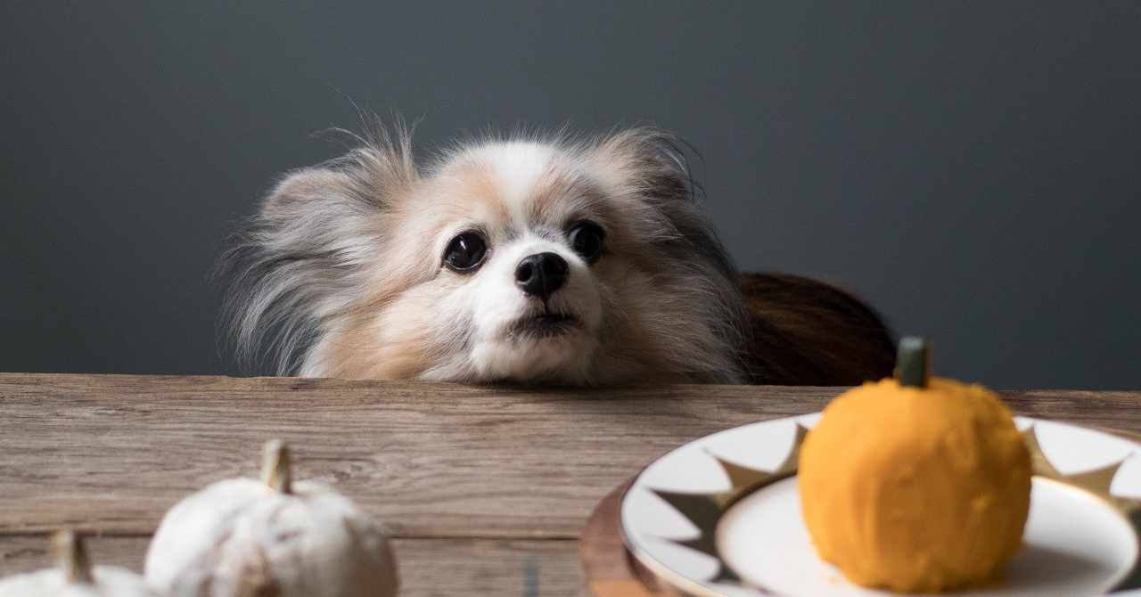 犬用ケーキ の定番タグ記事一覧 Note つくる つながる とどける