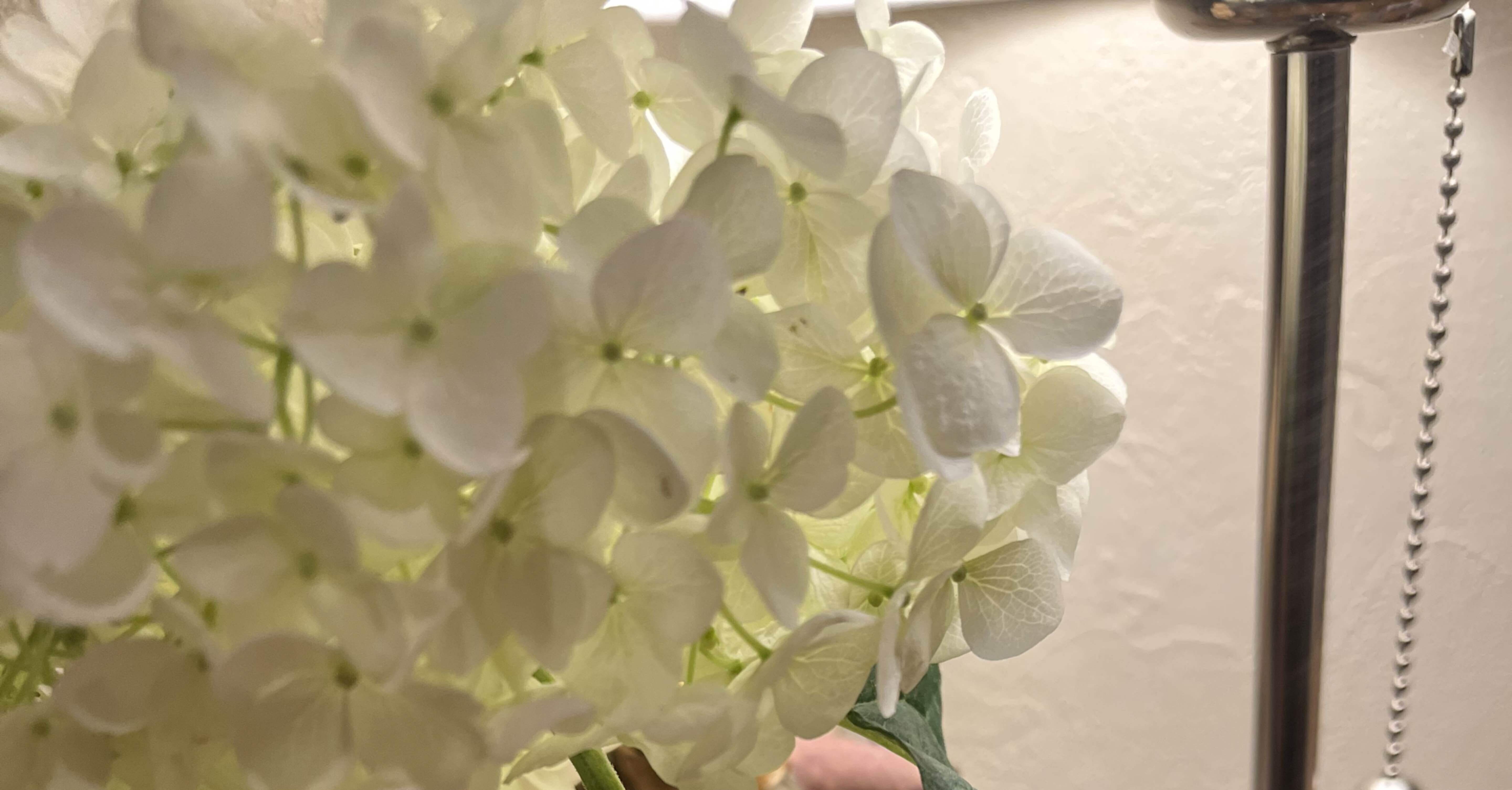 アナベルのドライフラワーは作れるのか ぴあにすとღ Note