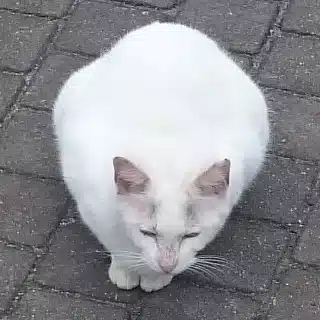 くろすけ