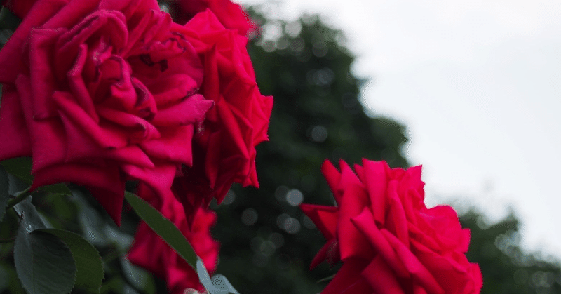 赤い薔薇の咲くころに。