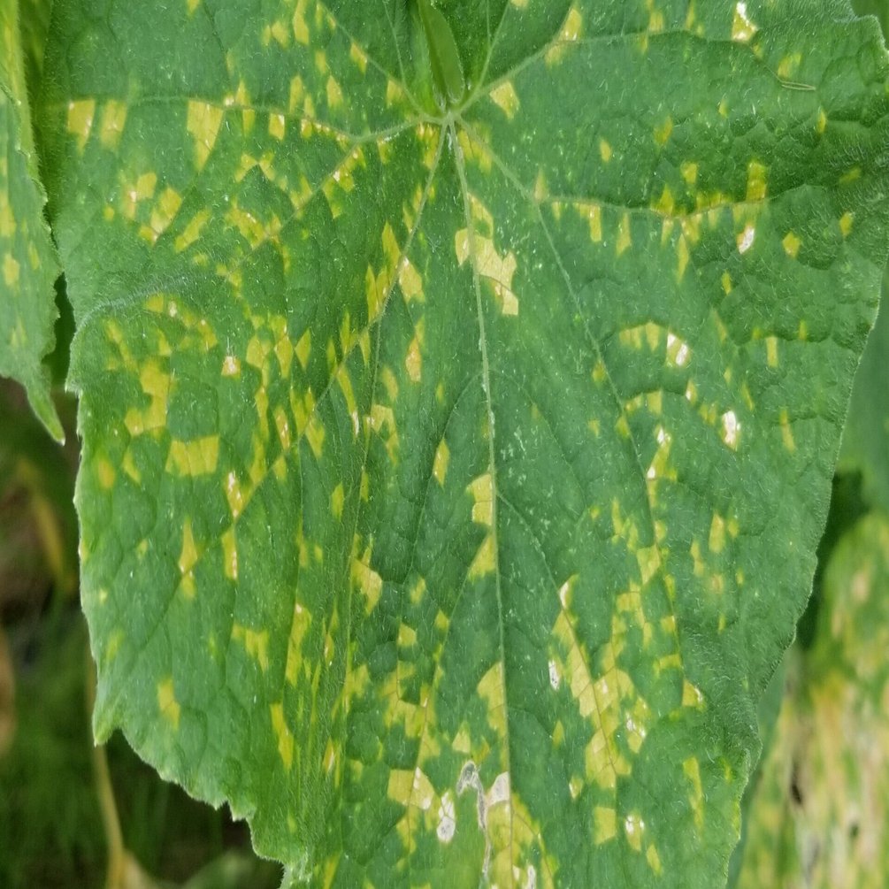 きゅうり 葉に角ばった黄色の斑点 べと病 ミライ菜園 Note