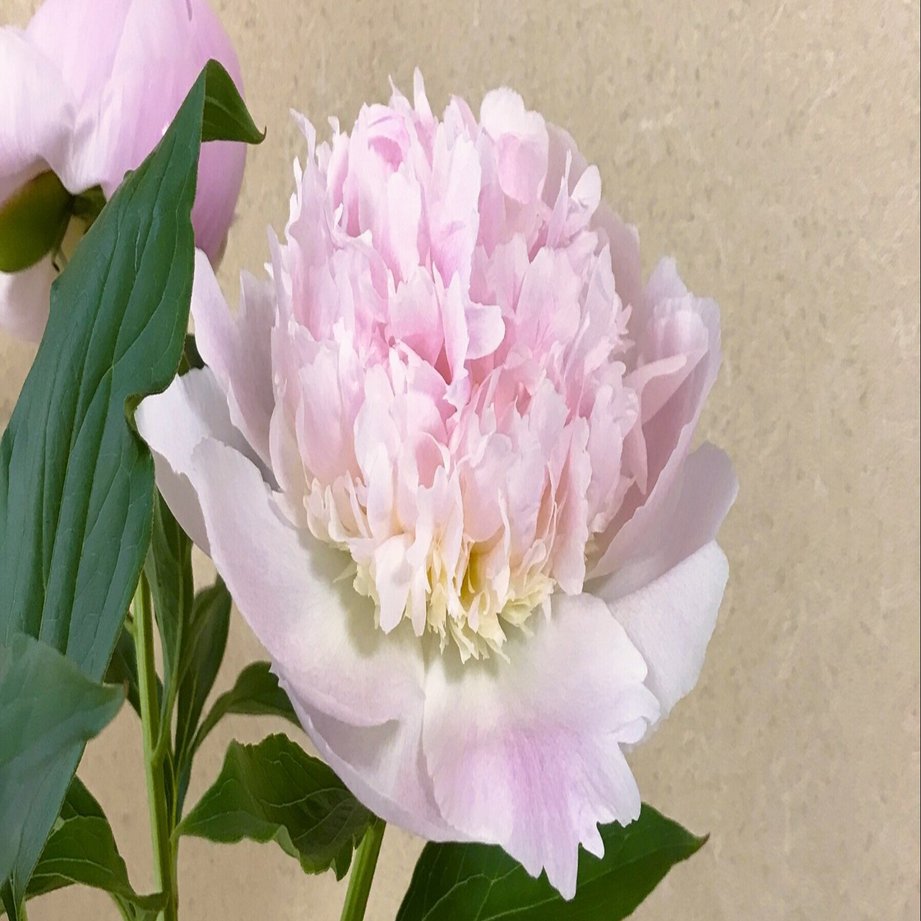 おうち活け花 芍薬 リリアン編 今回は時事ネタなど 花の話題以外にも色々語っています 悠冴紀 小説家 詩人 Note