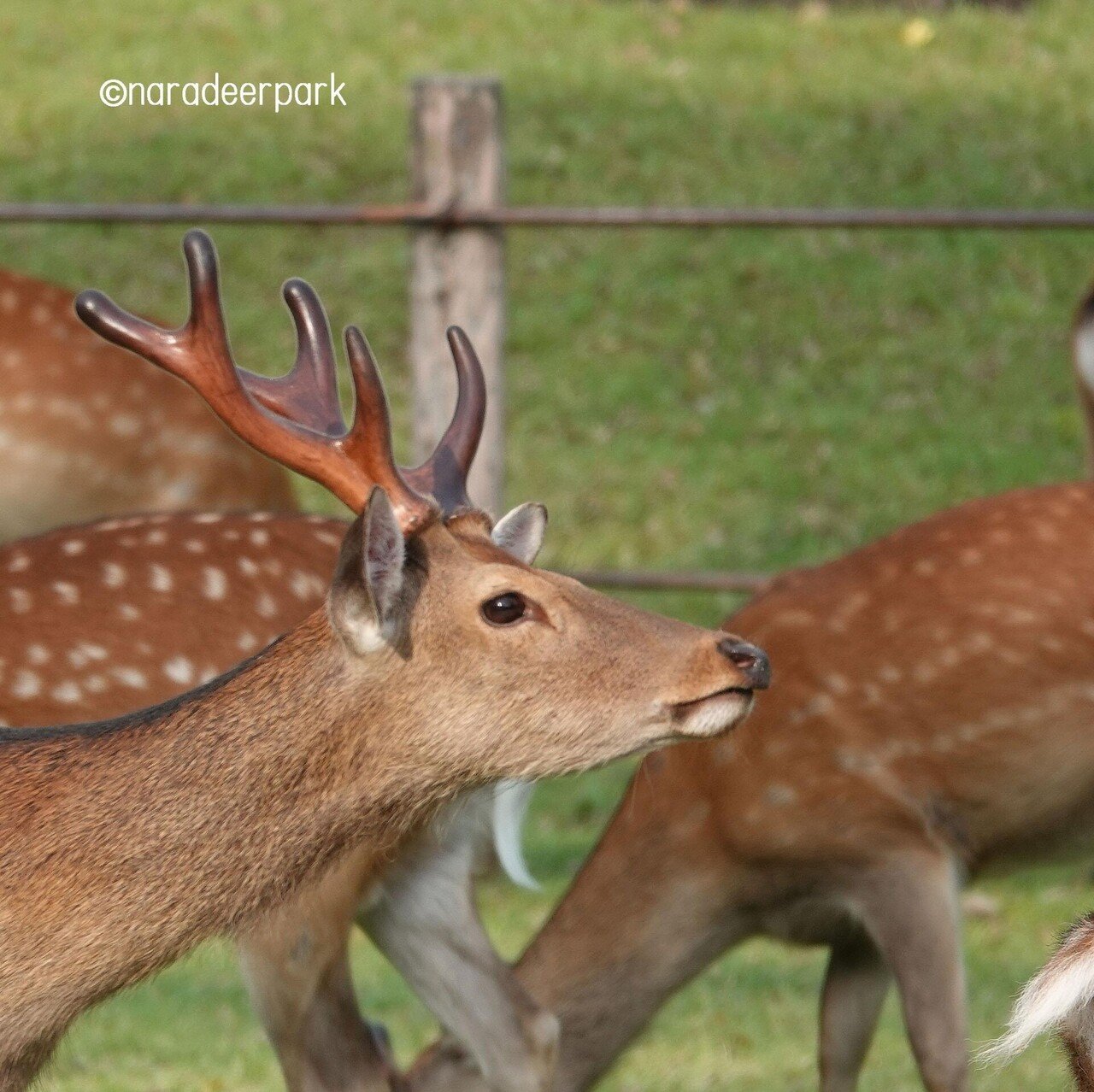 横顔 奈良公園の鹿 Note 横顔 奈良公園の鹿 Note