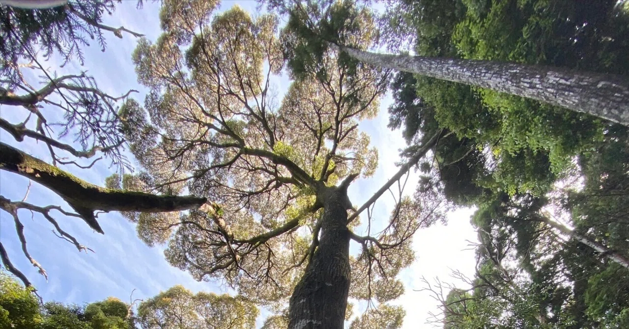 森の奥深くからやって来た天然野生の可愛い樅の木さん＊今春3年生！＊もみの木 Ise Jingu Shikinen Sengu] Karami-shirogi tree felling in Agematsu