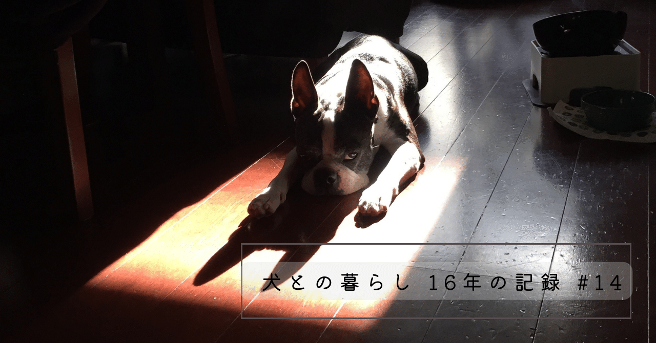 14 腎臓ケアの皮下点滴。自宅でできれば、犬も飼い主もストレス軽減