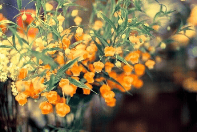 6月27日 こんにちは ポン太です 今日の誕生花の紹介です 誕生花 サンダーソニア 花言葉 祈り 愛嬌 ポン太 人と人を繋ぐカウンセラー Note