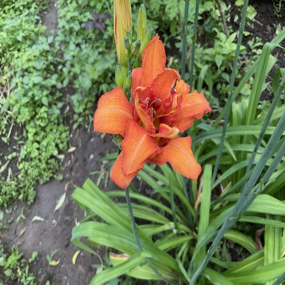 野草食日記 298 ヤブカンゾウの甘酢漬け なな艸 Note