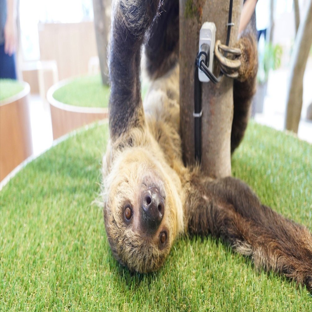 ナマケモノ物語」 其の捌 「新天地でも応援するよ」｜MAX／神アニメ