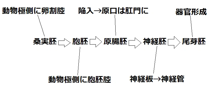 【高校生物】発生②「カエルの発生はどのように起こるのか？」｜矢口はっぴー