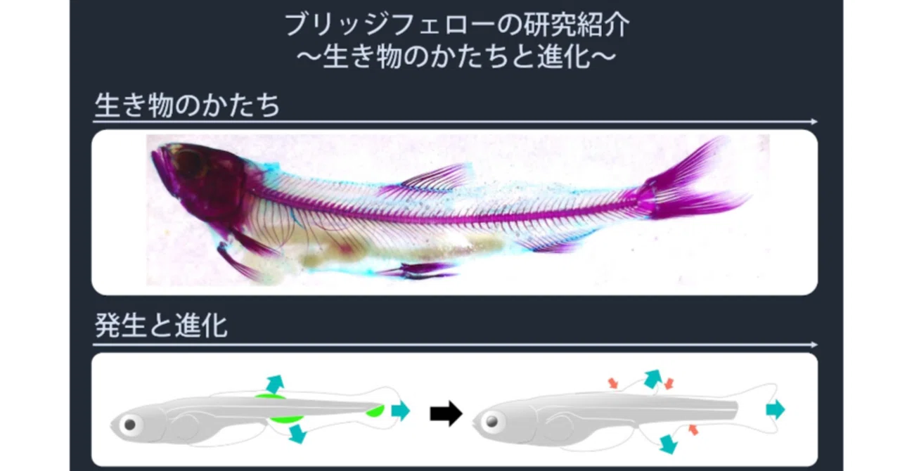 生き物のかたちと進化～宮本さんの研究紹介～｜生物コミュニケーション 