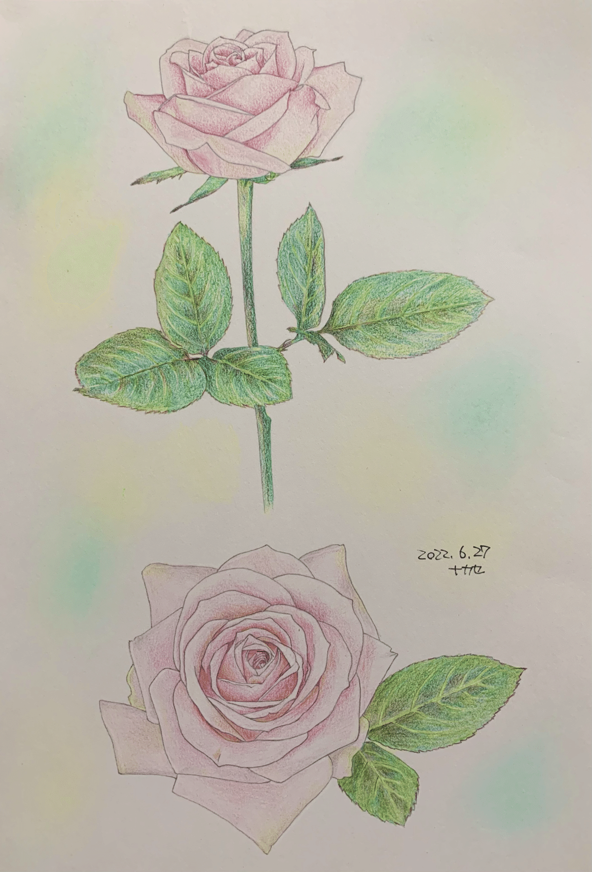 ピンクのバラ🌹｜ナカセ