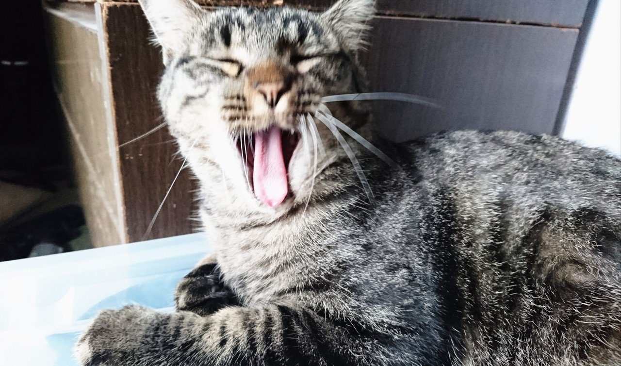 実家の猫 笑い猫 猫とお絵描き Note