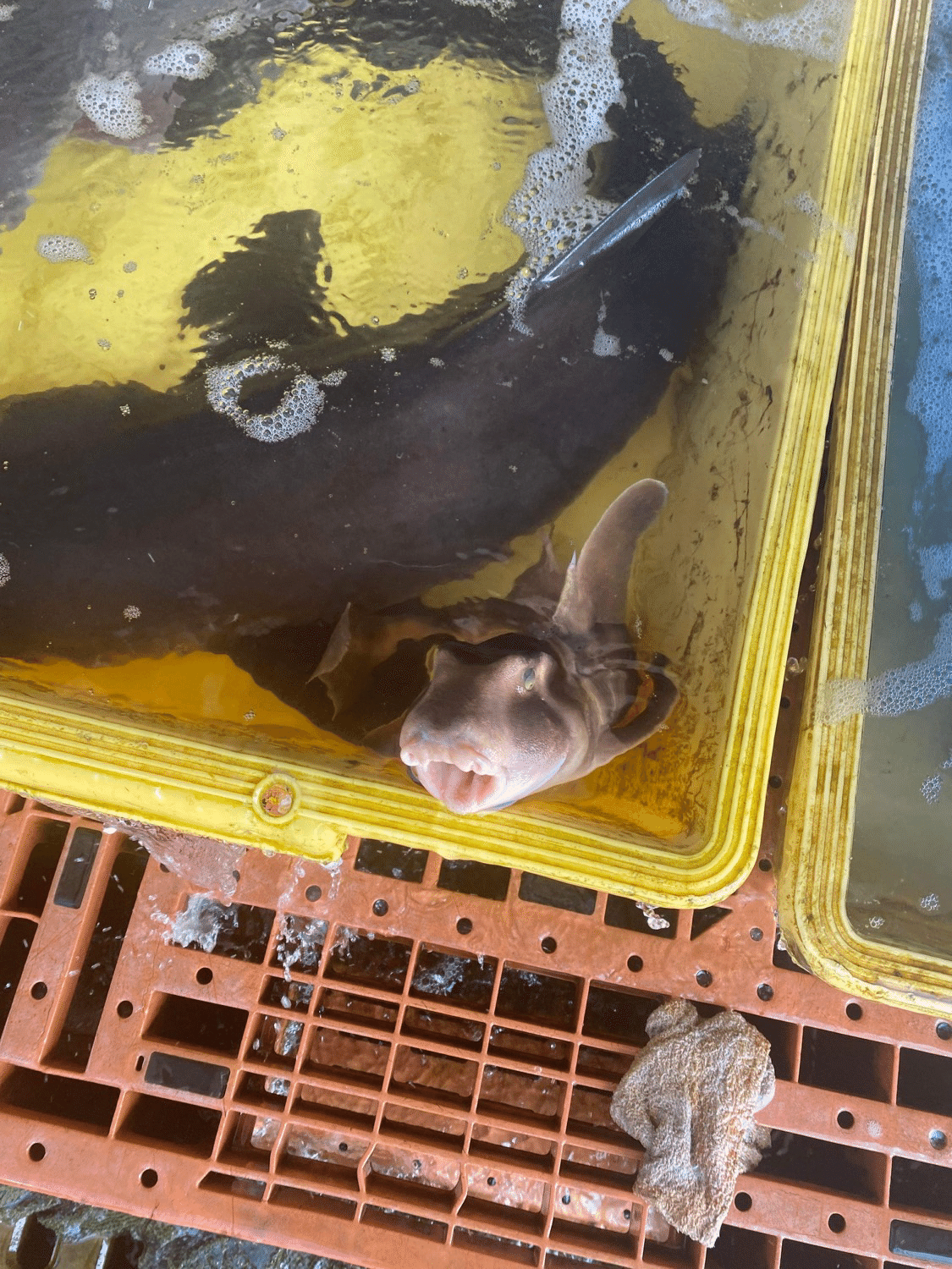 ネコザメの棘 きょく シャークジャーナリスト沼口麻子 Note ネコザメの棘 きょく シャークジャーナリスト沼口麻子 Note