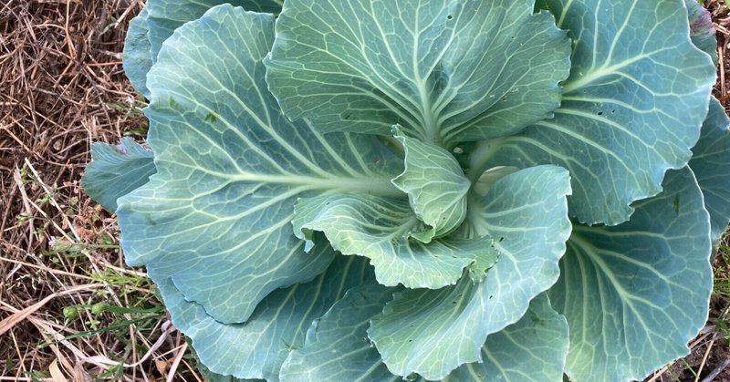 無化学肥料 の新着タグ記事一覧 Note つくる つながる とどける